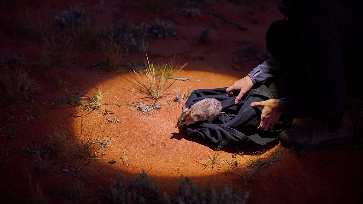 Wild Desert