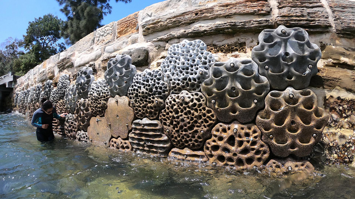 Living seawall 