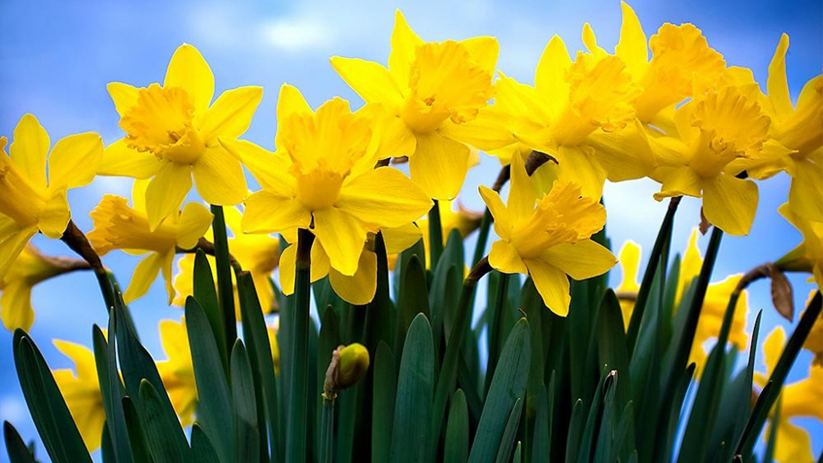 Honouring Daffodil Day at The Lounge