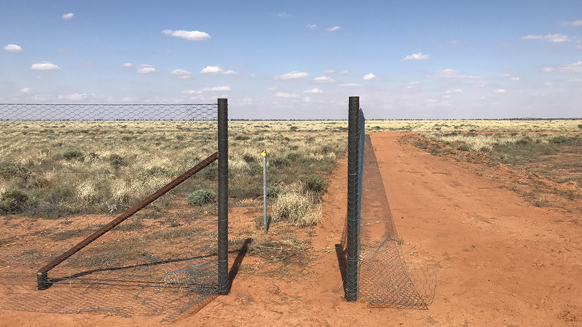 Exclosure fencing at Fowlers Gap