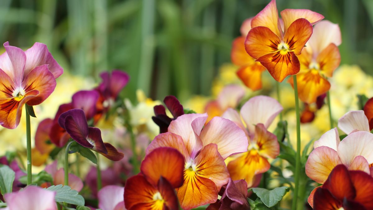 Brightly coloured flowers against a green natural background