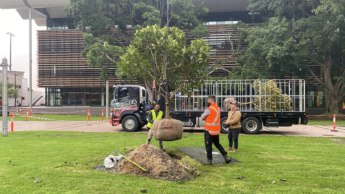 Fig tree being lowered into position by crane
