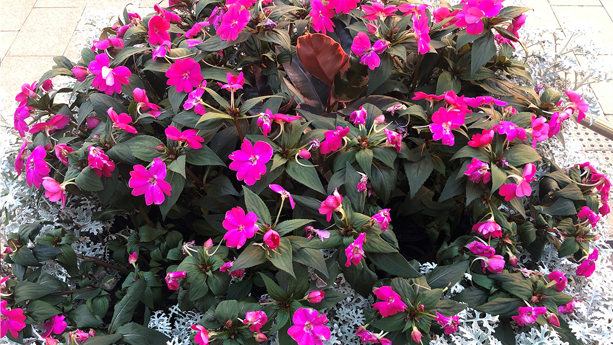 Campus plant sale