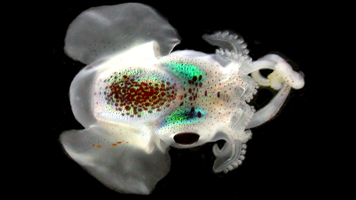 New species of bobtail squid named in honour of Professor Merlin Crossley