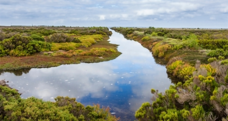 Wetlands