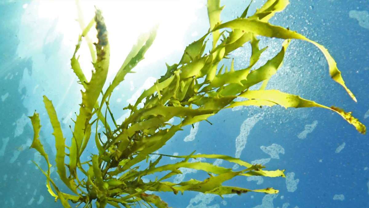 Underwater photograph of seaweed