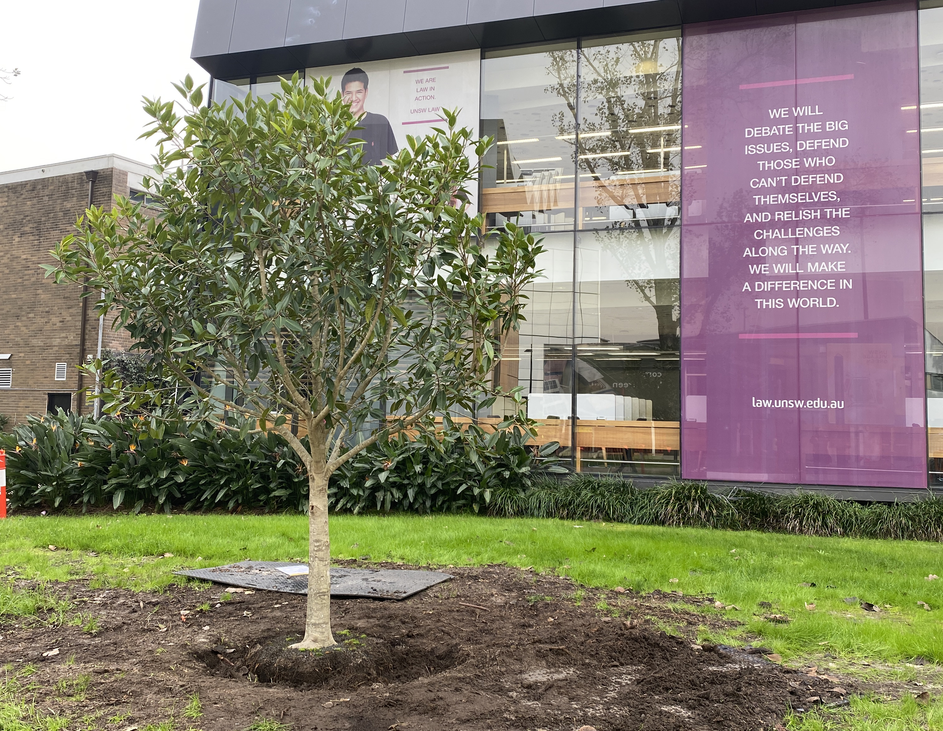 One of the new fig trees during the planting process.