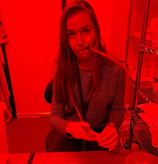 Feeding spiderlings in the lab using a home-made pooter (or aspirator).