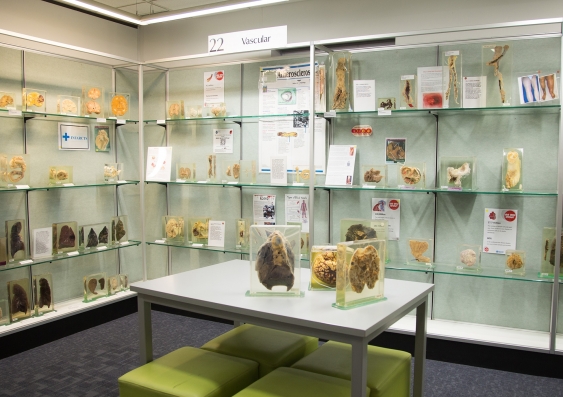 Museum of human disease