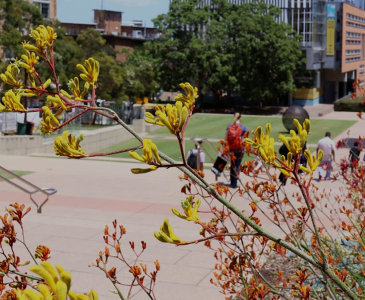 Close up of kangaroo paw flower on the Kensington campus
