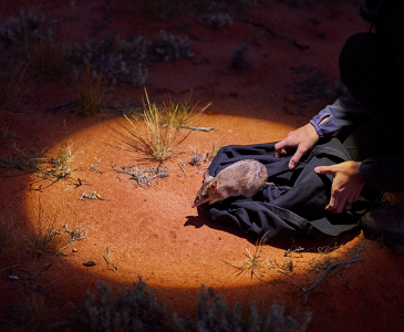 Wild Desert 