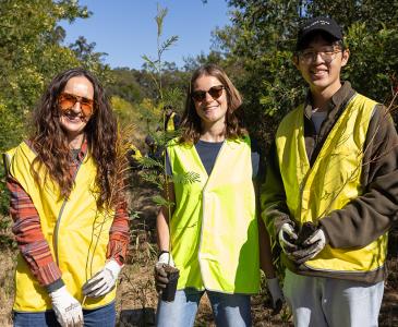 Tree planting