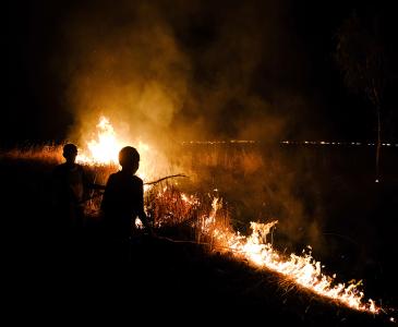 bushfire