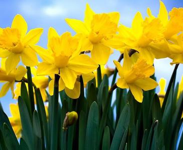 Honouring Daffodil Day at The Lounge