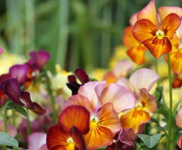 Brightly coloured flowers against a green natural background