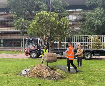 Fig tree being lowered into position by crane