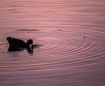 The silhouette of a duck on the pink water of a lake at sunset.
