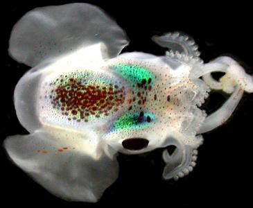 New species of bobtail squid named in honour of Professor Merlin Crossley