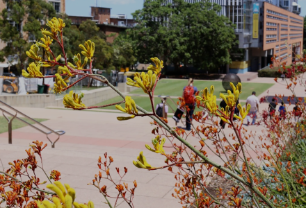 Close up of kangaroo paw flower on the Kensington campus