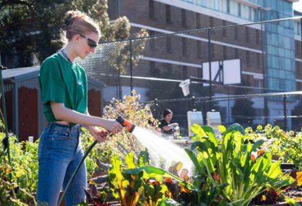 Urban garden