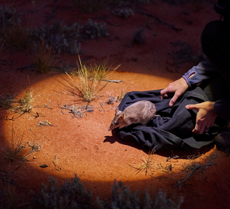 Wild Desert 