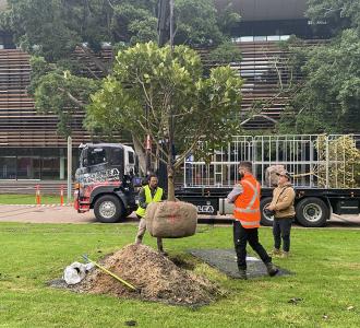 Fig tree being lowered into position by crane