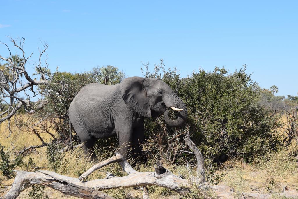 Okavango Delta, Botswana