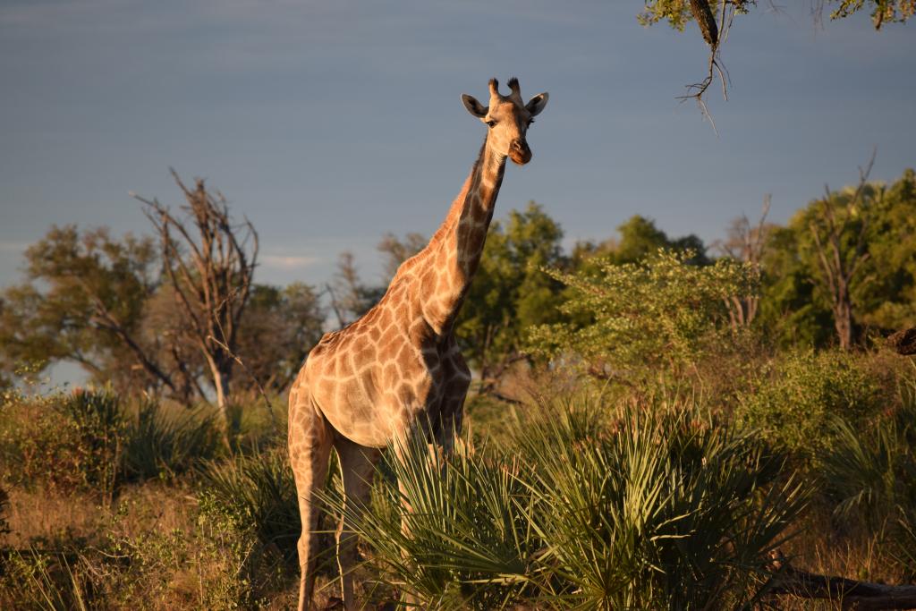 Okavango Delta, Botswana